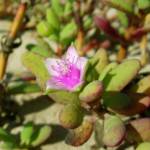 Fotografia 3 da espécie Sesuvium portulacastrum do Jardim Botânico UTAD