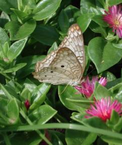 Fotografia da espécie Mesembryanthemum cordifolium