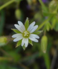 Fotografia da espécie Cerastium brachypetalum