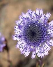 Fotografia da espécie Globularia alypum