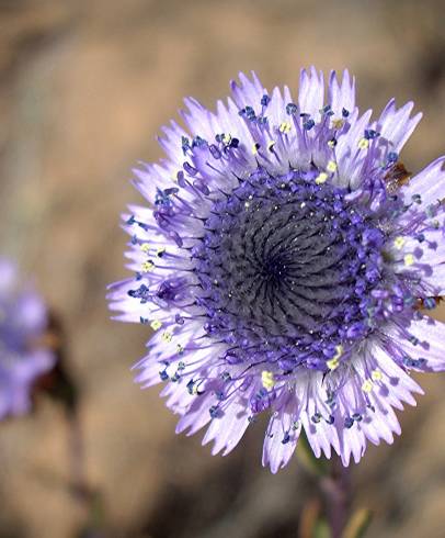 Fotografia de capa Globularia alypum - do Jardim Botânico