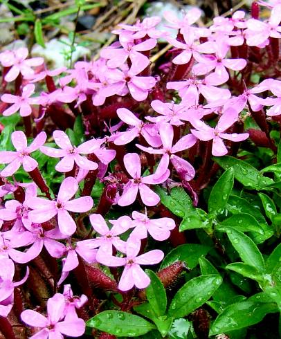 Fotografia de capa Saponaria ocymoides - do Jardim Botânico