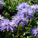 Fotografia 12 da espécie Globularia repens do Jardim Botânico UTAD