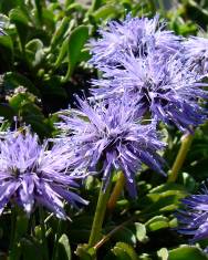 Fotografia da espécie Globularia repens