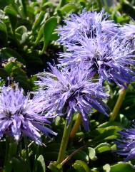 Globularia repens