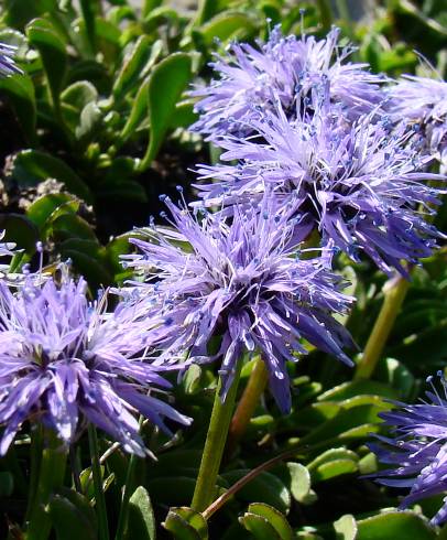 Fotografia de capa Globularia repens - do Jardim Botânico