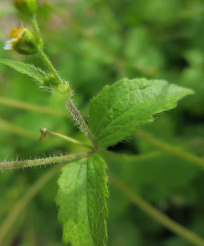 Fotografia de capa Galinsoga ciliata - do Jardim Botânico