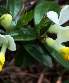 Fotografia da espécie Polygala chamaebuxus