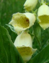 Digitalis lutea