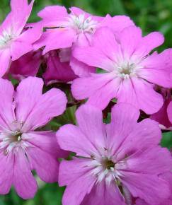 Fotografia da espécie Silene flos-jovis