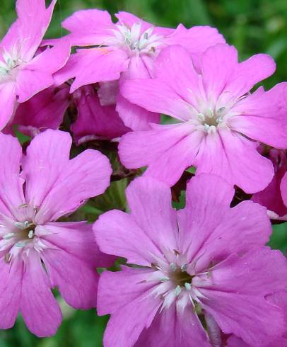 Fotografia de capa Silene flos-jovis - do Jardim Botânico