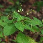 Fotografia 6 da espécie Impatiens parviflora do Jardim Botânico UTAD