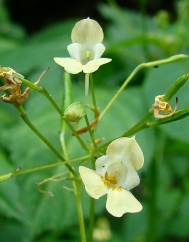 Impatiens parviflora