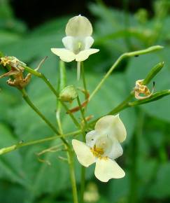 Fotografia da espécie Impatiens parviflora