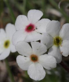 Fotografia da espécie Androsace villosa