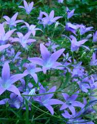 Campanula patula