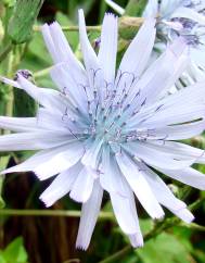 Lactuca plumieri