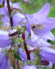 Fotografia da espécie Campanula trachelium