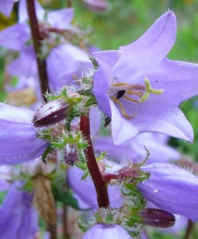 Fotografia de capa Campanula trachelium - do Jardim Botânico