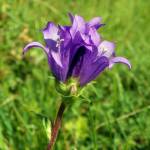 Fotografia 1 da espécie Campanula glomerata do Jardim Botânico UTAD