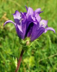 Fotografia da espécie Campanula glomerata