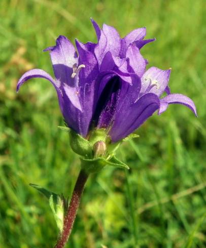 Fotografia de capa Campanula glomerata - do Jardim Botânico