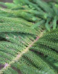 Araucaria heterophylla