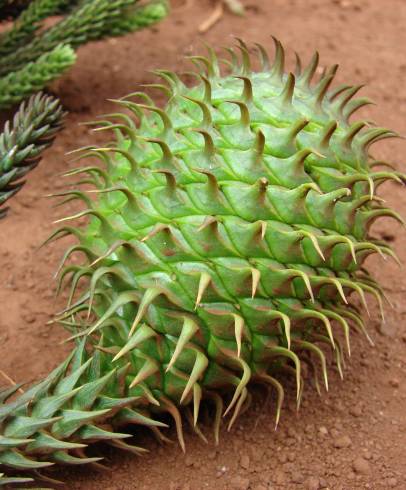 Fotografia de capa Araucaria cunninghamii - do Jardim Botânico