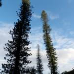 Fotografia 1 da espécie Araucaria columnaris do Jardim Botânico UTAD