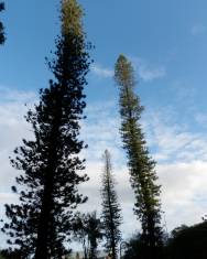 Fotografia da espécie Araucaria columnaris