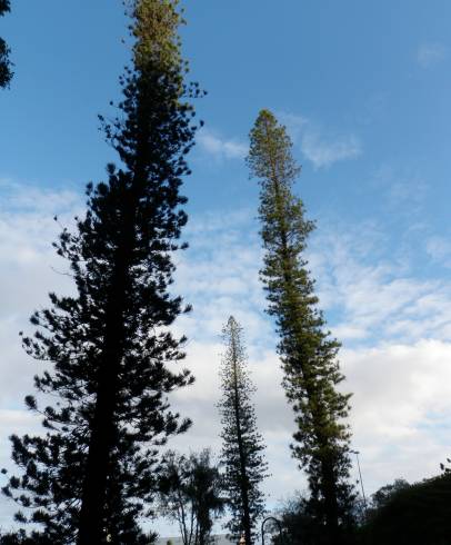 Fotografia de capa Araucaria columnaris - do Jardim Botânico