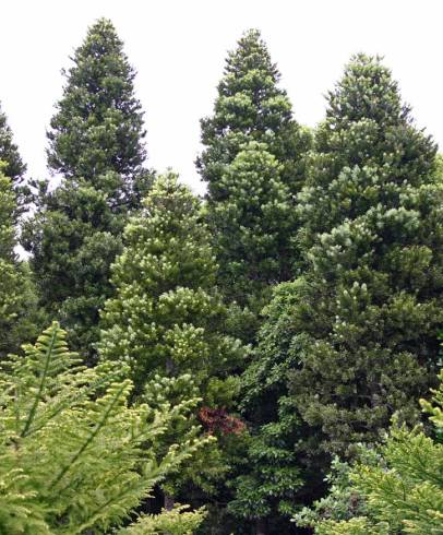 Fotografia de capa Agathis australis - do Jardim Botânico