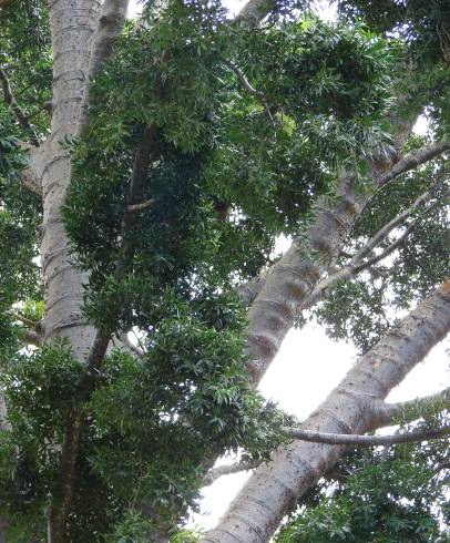 Fotografia de capa Agathis robusta - do Jardim Botânico