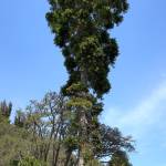 Fotografia 13 da espécie Agathis robusta do Jardim Botânico UTAD