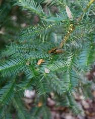 Fotografia da espécie Torreya taxifolia