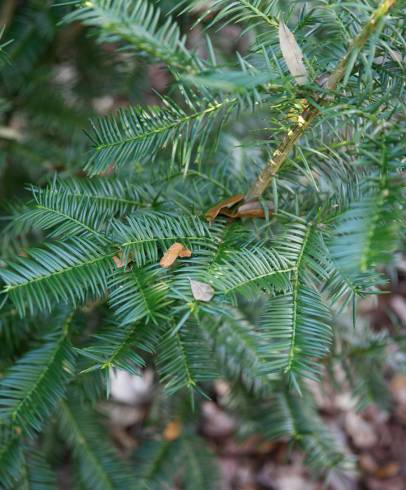 Fotografia de capa Torreya taxifolia - do Jardim Botânico