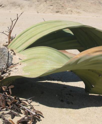 Fotografia de capa Welwitschia mirabilis - do Jardim Botânico