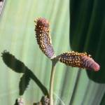 Fotografia 8 da espécie Welwitschia mirabilis do Jardim Botânico UTAD