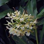 Fotografia 14 da espécie Hedychium gardnerianum do Jardim Botânico UTAD