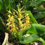 Fotografia 17 da espécie Hedychium gardnerianum do Jardim Botânico UTAD