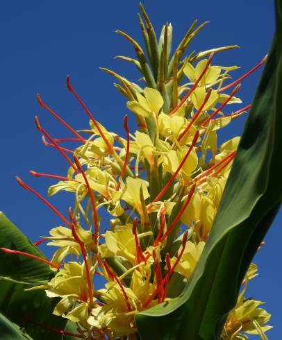 Fotografia de capa Hedychium gardnerianum - do Jardim Botânico