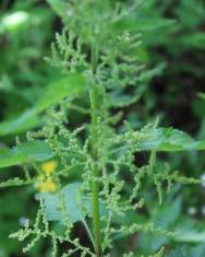 Fotografia da espécie Urtica dioica