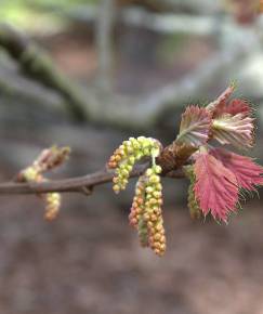 Fotografia da espécie Quercus kelloggii