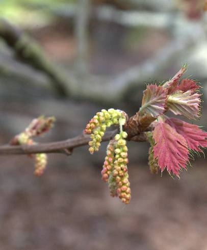 Fotografia de capa Quercus kelloggii - do Jardim Botânico