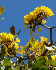 Fotografia da espécie Tabebuia aurea