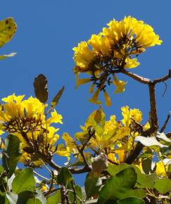 Fotografia da espécie Tabebuia aurea