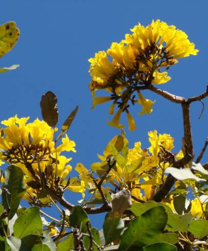 Fotografia de capa Tabebuia aurea - do Jardim Botânico