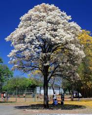 Fotografia da espécie Tabebuia roseoalba