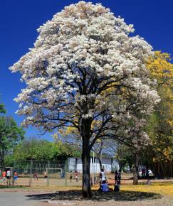 Fotografia da espécie Tabebuia roseoalba