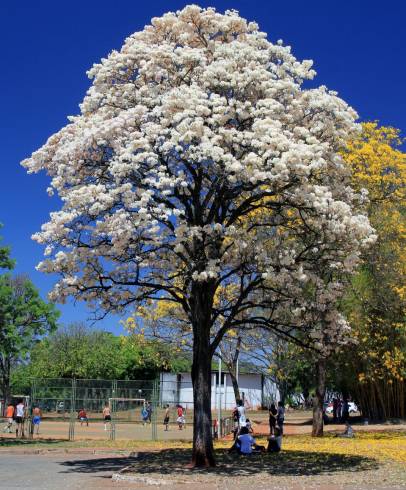 Fotografia de capa Tabebuia roseoalba - do Jardim Botânico